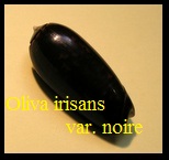 Oliva irisans var. noire